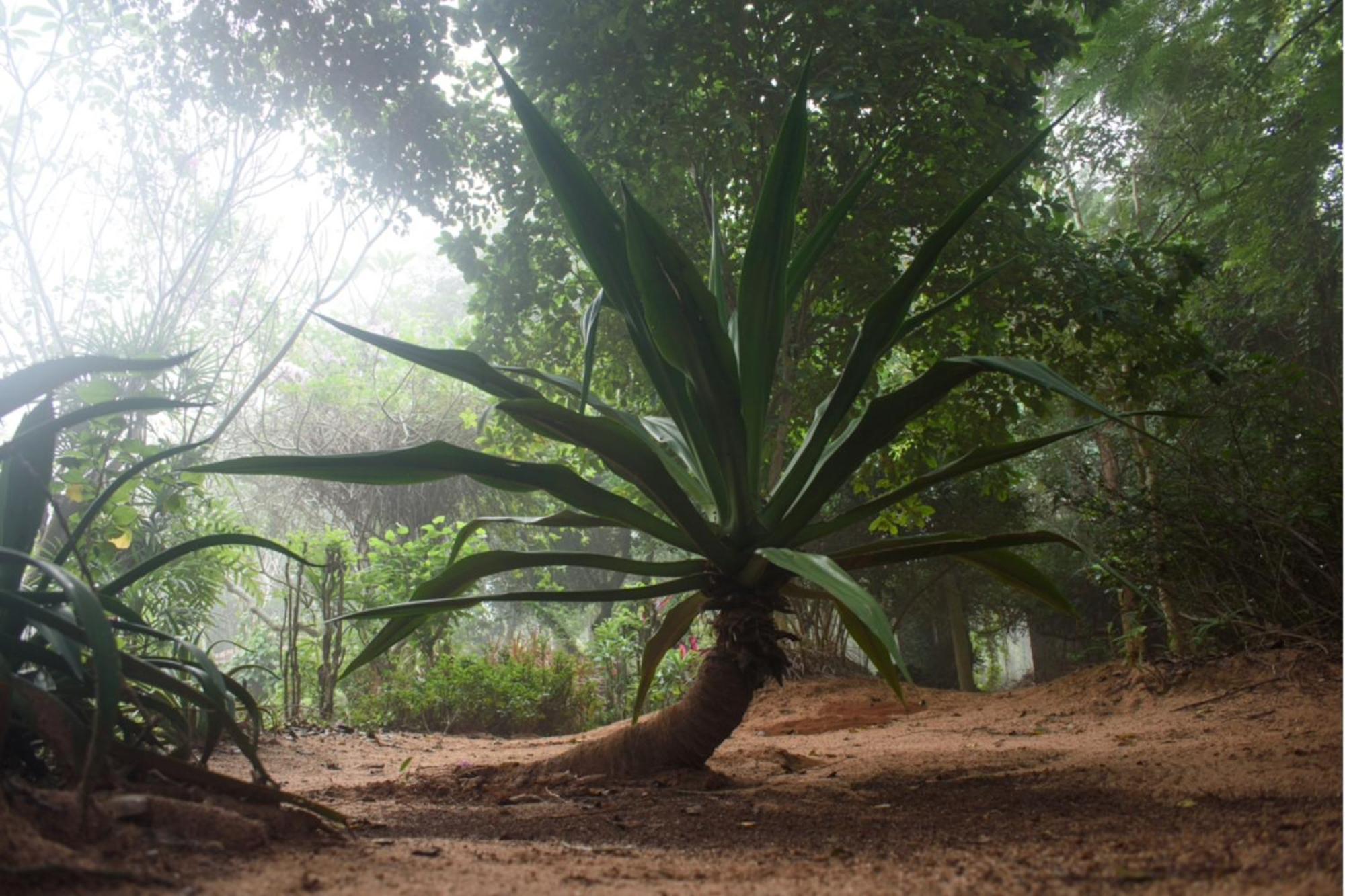 Gaia'S Garden Guest House Auroville Luaran gambar