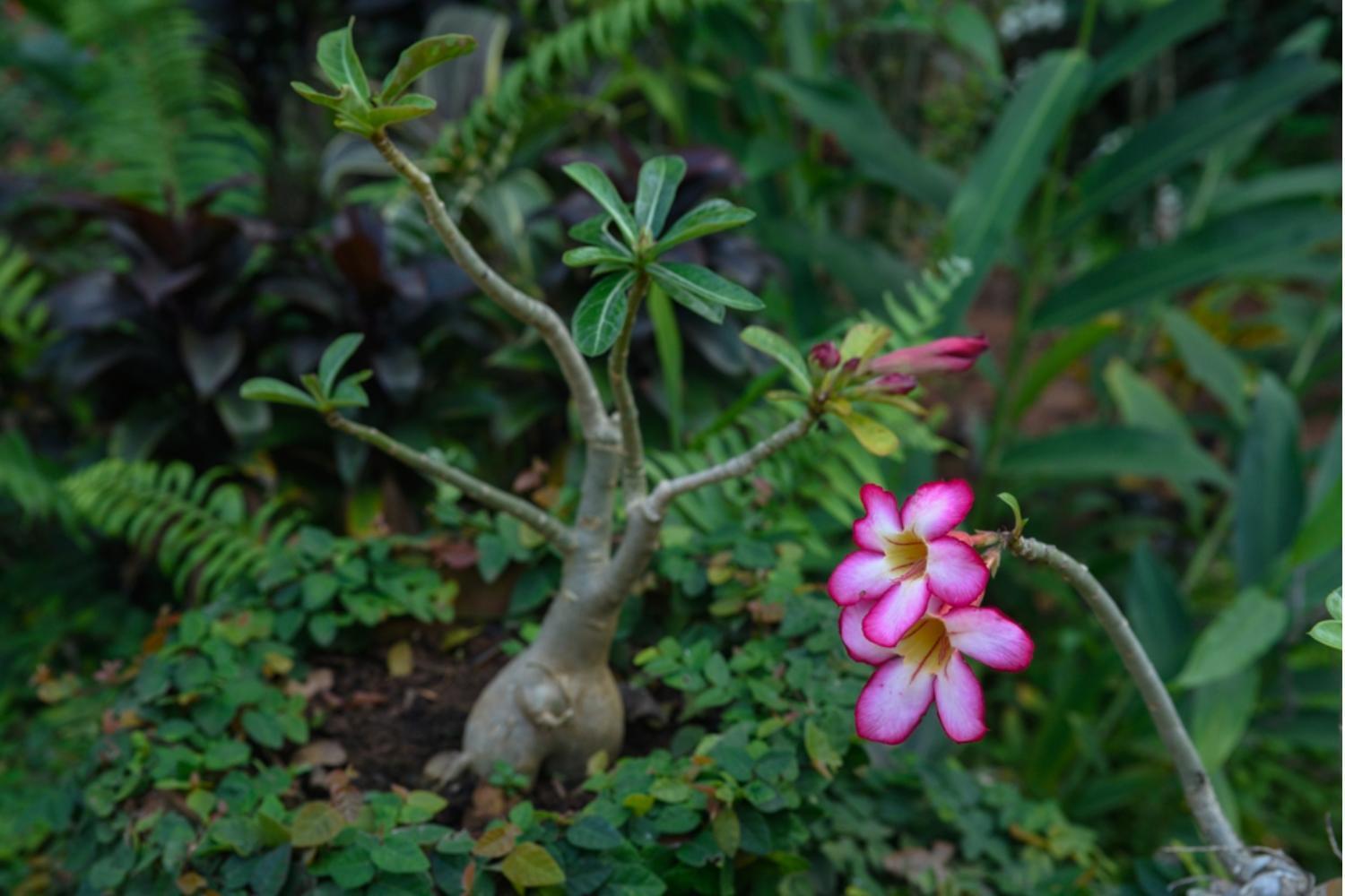 Gaia'S Garden Guest House Auroville Luaran gambar