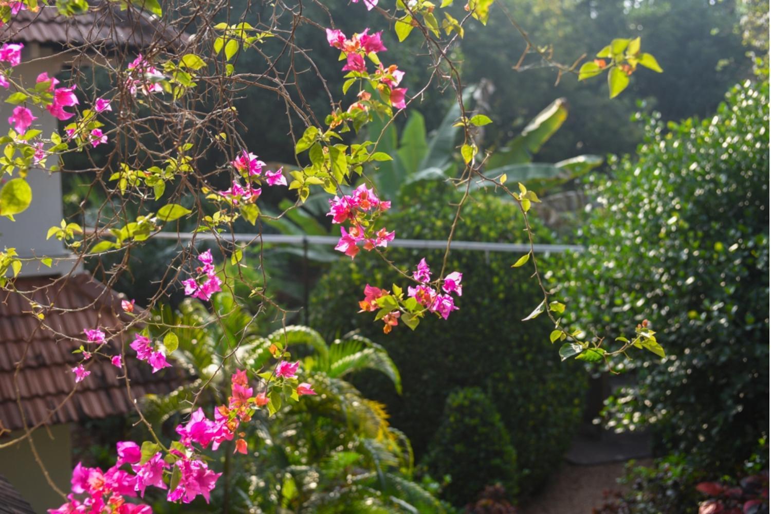 Gaia'S Garden Guest House Auroville Luaran gambar